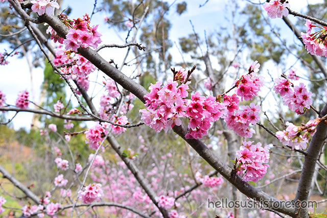 SD Cherry Blossom Festival 2018